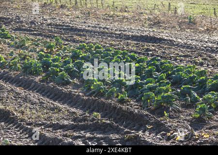 Brassica oleracea convariegata capitata variegata sabauda, Wirsingkohl, Savoy cabbage Stock Photo