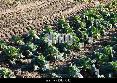 Brassica oleracea convariegata capitata variegata sabauda, Wirsingkohl, Savoy cabbage Stock Photo