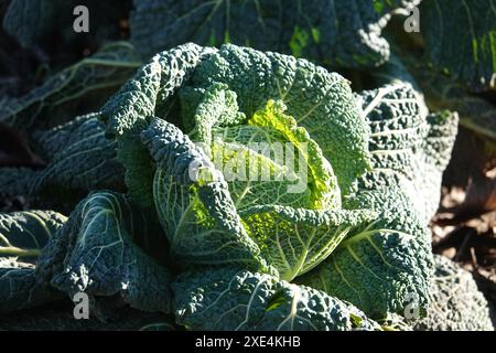 Brassica oleracea convariegata capitata variegata sabauda, Wirsingkohl, Savoy cabbage Stock Photo