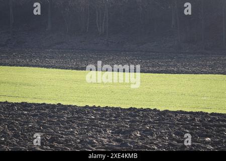 Triticum aestivum, winter wheat, wheat in winter Stock Photo