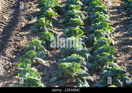Brassica oleracea convariegata capitata variegata sabauda, Wirsingkohl, Savoy cabbage Stock Photo