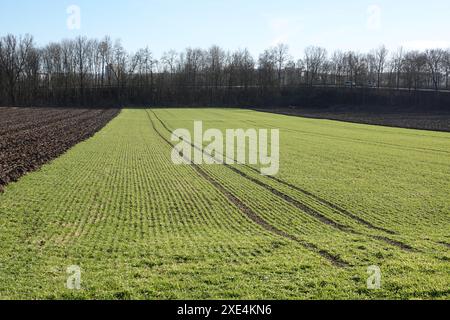 Triticum aestivum, winter wheat, wheat in winter Stock Photo