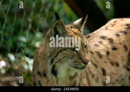 Dartmoor Zoo has a commitment to education, conservation & an endangered species programme Stock Photo