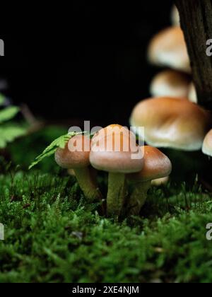 Little brown Mushrooms in the Forest Stock Photo