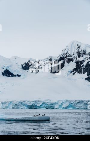 Panorama of four Cape Petrels - Daption capense- resting on an iceberg near Danco Island, on the Antarctic Peninsula Stock Photo