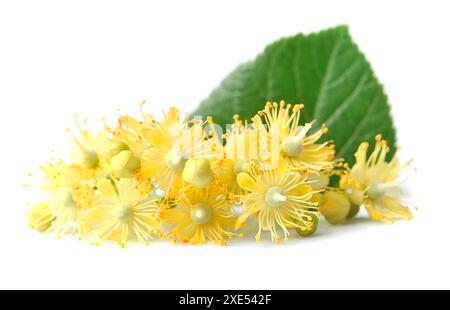 Linden flowers Stock Photo