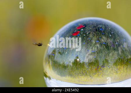 Blooming meadows and fields with poppies and cornflowers Stock Photo