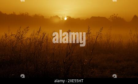 silhouette stems at sunrise in misty morning, Sombor, Vojvodina, Serbia Stock Photo