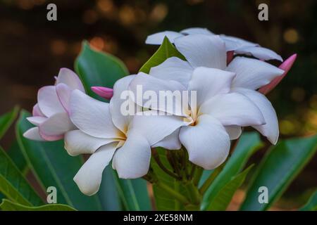 Closeup view of delicate white and pink flowers and buds of plumeria aka frangipani flowers in tropical garden isolated on dark background Stock Photo