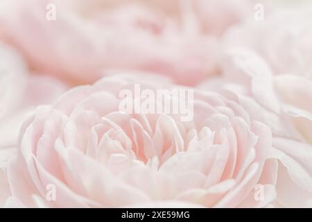 White rose flower petals.Abstract floral background. Soft focus Stock Photo