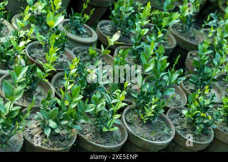 Ruscus, commonly known as butcher's broom plants in nursery Stock Photo