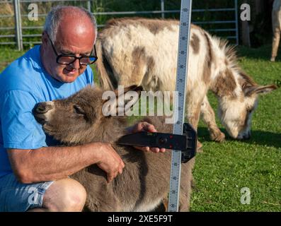 PRODUCTION - 24 June 2024, Baden-Württemberg, Ochsenhausen: Alois Rapp ...