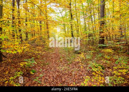 Colorful autumn forest scenery seen around Hardheim, a municipality in the district of Neckar-Odenwald-Kreis in Baden-Wuerttemberg, Germany Stock Photo