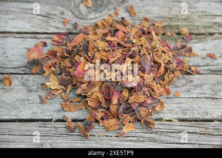Rosa, dried flowers Stock Photo
