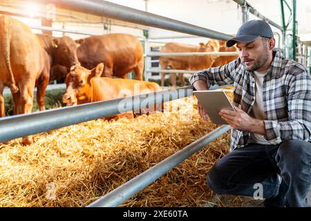 Farm worker is analysing data regarding the condition of animals on a livestock farm using digital tablet. Stock Photo