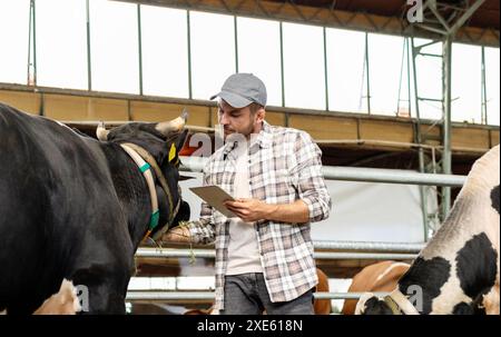 An adult male farmer, holding a digital tablet, inspecting a cow on a livestock farm. Stock Photo