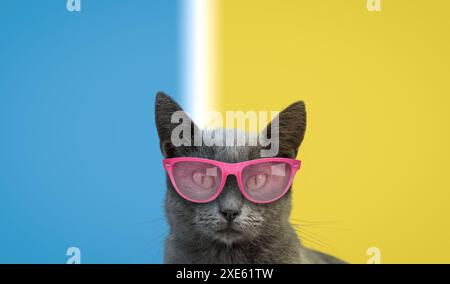 Cool cat in pink glasses on a blue and yellow background. Stock Photo