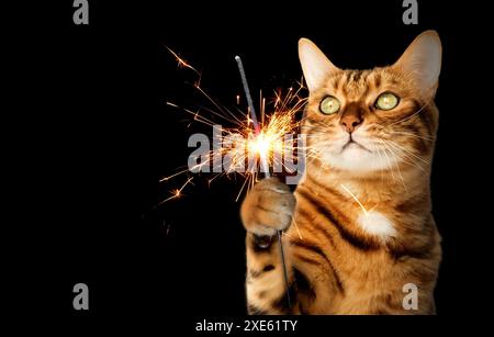 Red cat with a sparkler in his paw on a black background. Stock Photo