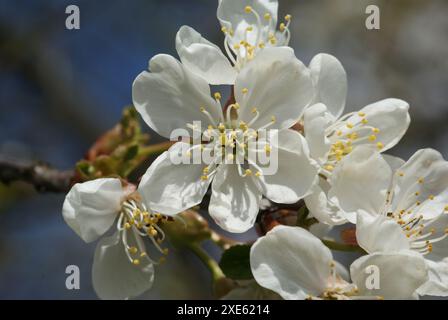 Prunus cerasus, sour cherry Stock Photo