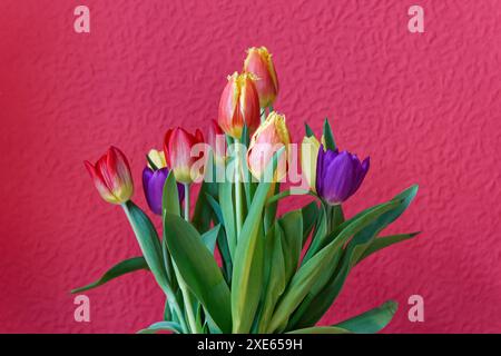 Colourful bouquet of Tulips against a red textured background Stock Photo