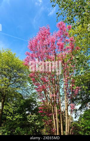 The Toona sinensis var. Flamingo tree with new salmon pink leaves at the Royal Horticultural Society Gardens at Wisley Surrey England UK Stock Photo