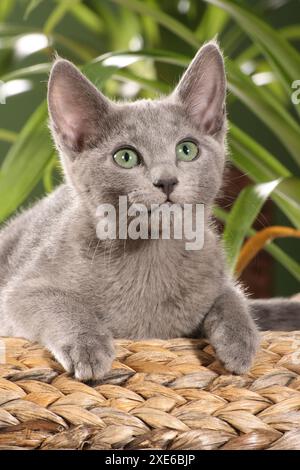 Russian Blue. Kitten lying in front of green plants Stock Photo