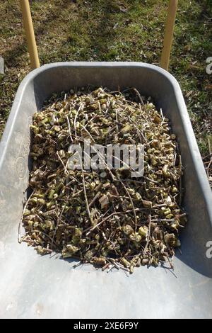 Chopped Wood Stock Photo