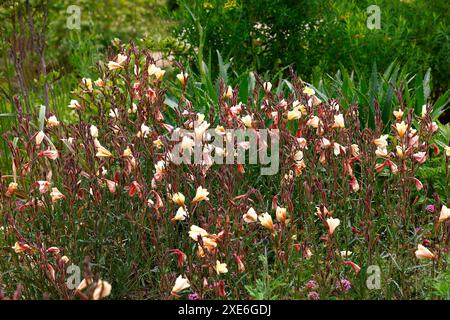 Closeup of the pale yellow apricot pink flowers of the summer long flowering herbaceous perennial garden plant oenothera apricot delight. Stock Photo