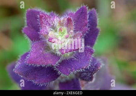 Pyramidal Bugle (Ajuga pyramidalis), inflorescence. Tyrol, Austria Stock Photo