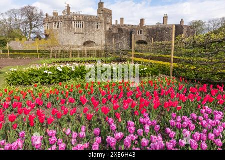 England, Kent, Deal, Walmer Castle and Tulips Stock Photo