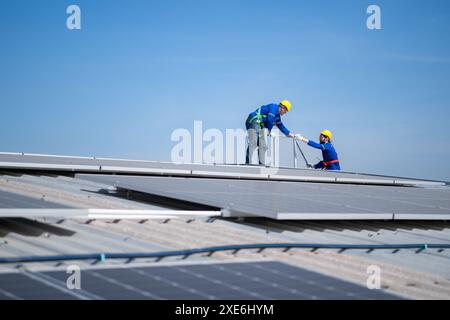 A young technician intern working on solar panels is fear of heights with senior engineers who are always helping out Stock Photo