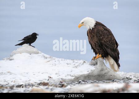 Bald Sagle (Haliaeetus leucocephalus) standing on snow-covered rock, with a crow in background. Homer, Kenai Peninsula, Alaska, USA Stock Photo