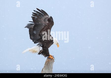 Bald Eagle (Haliaeetus leucocephalus) landing on a tree stump in blowing snow. Homer, Kenai Peninsula, Alaska, USA Stock Photo