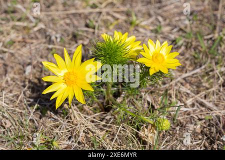 Spring Adonis, Yellow Pheasants Eye (Adonis vernalis), flowering plants. Germany Stock Photo