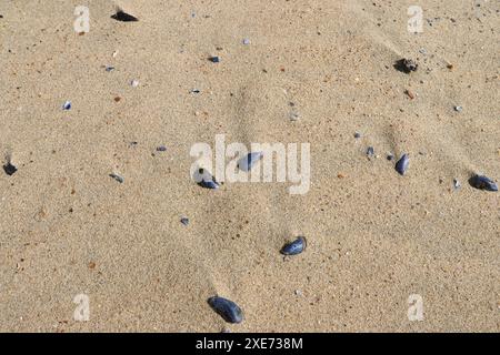 Seashells on the beach sand Stock Photo