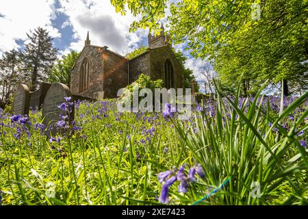 Carpet of bluebells in Myross Church of Ireland church in Union Hall, West Cork, Ireland. Stock Photo