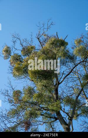 Green leaves of Mistletoe or European mistletoe (Viscum album) growing on a tree in the winter. Stock Photo