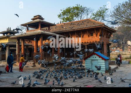 Indrayani Temple lit by sunlight and many pigeons flying in front of the temple walls, Kathmandu, Nepal, Asia Stock Photo