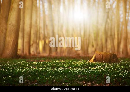 Blooming Snowdrop Anemone flowers under the trees Stock Photo