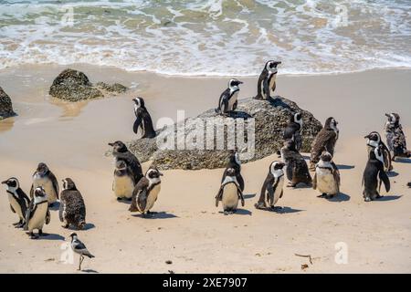 View of African penguins on Boulders Beach, Seaforth, Table Mountain National Park, Cape Town, Western Cape, South Africa, Africa Stock Photo