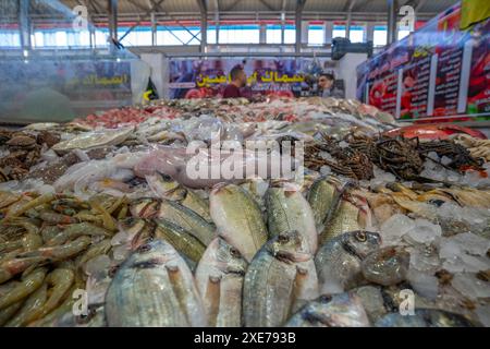 View of fish stall in Hurghada Fish Market, Hurghada, Red Sea Governorate, Egypt, North Africa, Africa Stock Photo