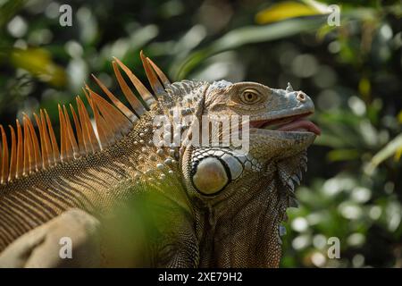 Green Iguana (Iguana iguana), Alajuela Province, Costa Rica, Central America Stock Photo