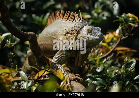 Green Iguana (Iguana iguana), Alajuela Province, Costa Rica, Central America Stock Photo