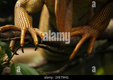 Green Iguana (Iguana iguana), Alajuela Province, Costa Rica, Central America Stock Photo