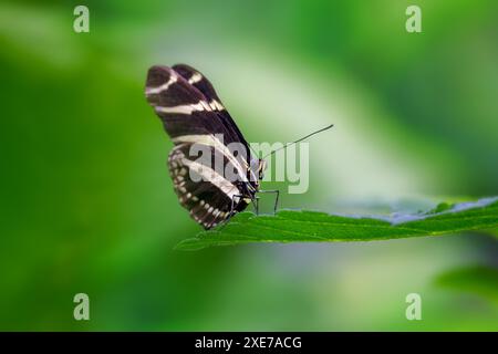 Zebra longwing butterfly, Heliconius charithonia, a species of butterflyfrom the subfamily Heliconiinae of the family Nymphalidae. Endemic to the sout Stock Photo