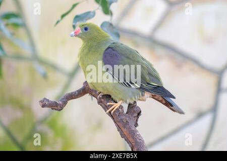 African green pigeon  Treron calvus Stock Photo