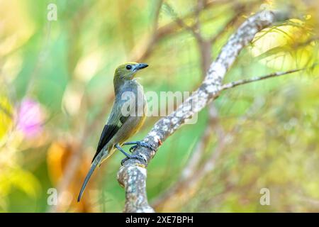 Palm tanager (Thraupis palmarum), Minca, Sierra Nevada de Santa Marta. Wildlife and birdwatching in Colombia. Stock Photo