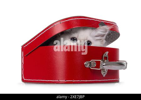 Cute Sacred Birman cat kitten, hiding in little red suitcase. Looking peek a boo style towards camera with breed typical blue eyes. Isolated on a whit Stock Photo