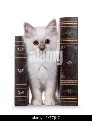 Cute Sacred Birman cat kitten, standing inbetween old brown books. Looking towards camera with breed typical blue eyes. Isolated on a white background Stock Photo