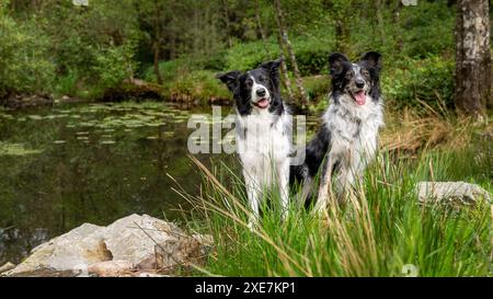 Two border collies posing for a natural light portrait while sitting near a pond Stock Photo